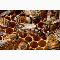 Пчеломатки, Бджоломатки Карника