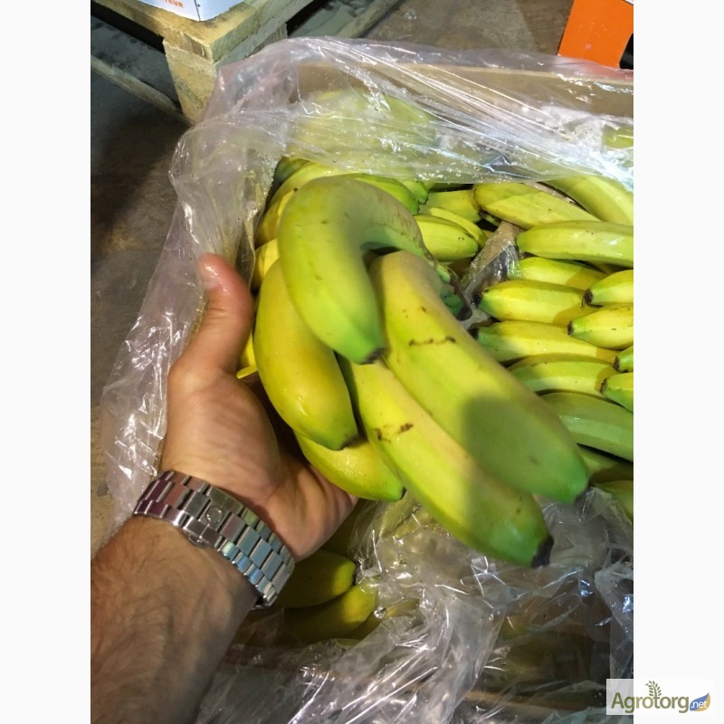 Фото 4. Продаем бананы