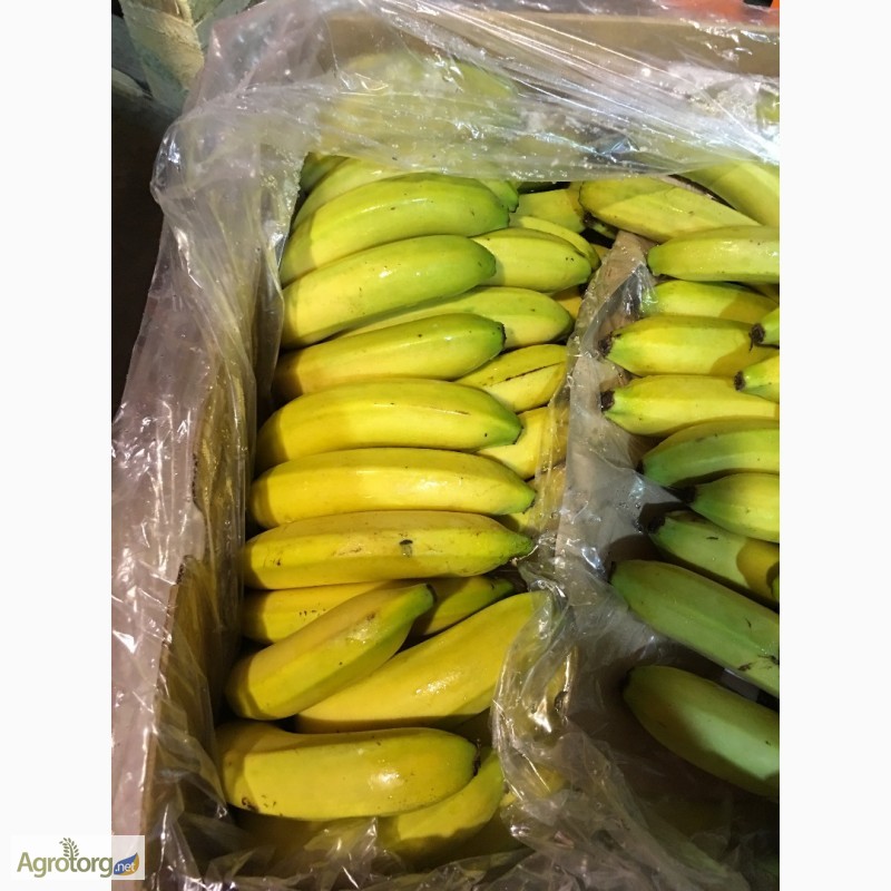 Фото 3. Продаем бананы