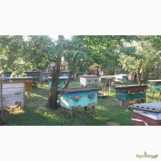 Продам вулики з бджолами