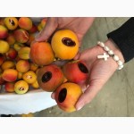 Продаем абрикосы из Испании
