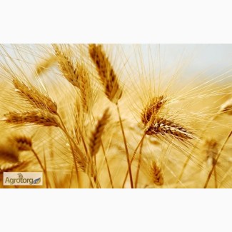 Купуємо пшеницю з поля, складів, господарств самовивозом