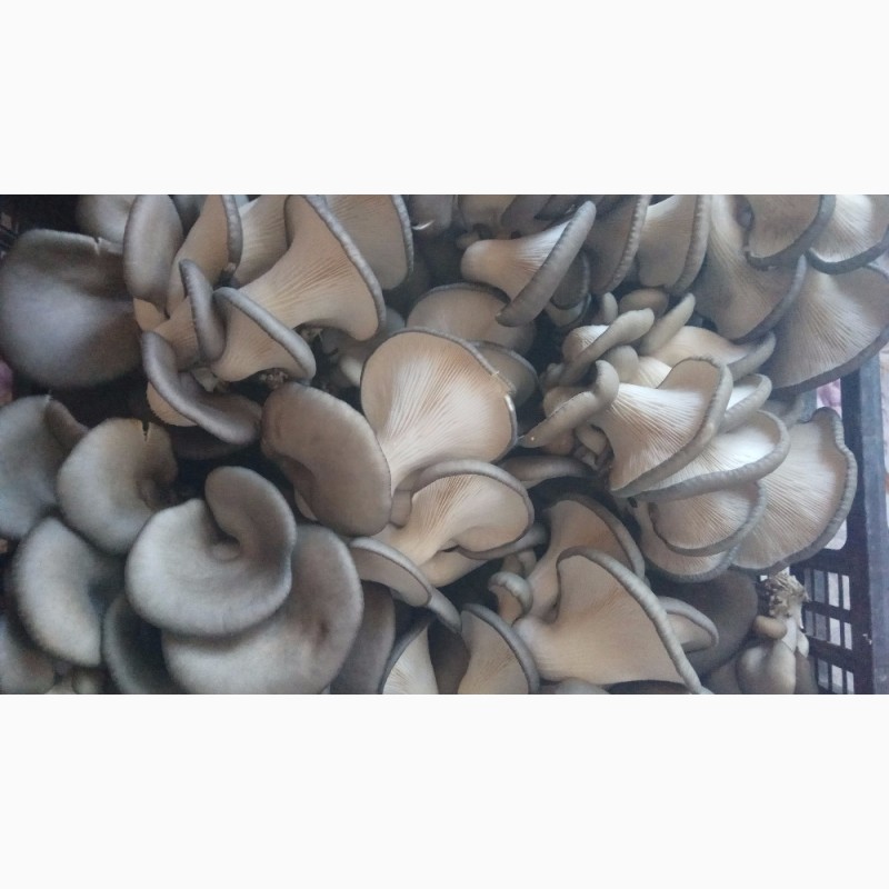 Фото 2. Продам свежие грибы вешенка от производителя