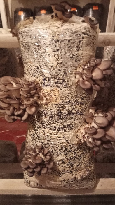 Фото 4. Продам свежие грибы вешенка от производителя