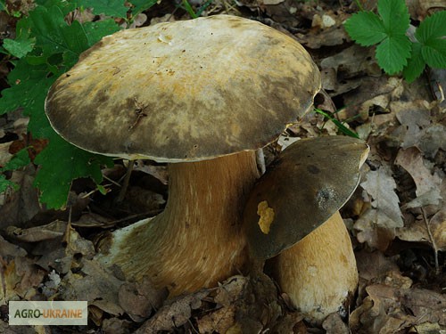 Фото 11. Мицелий белого гриба ЖИВОЙ СВЕЖИЙ - качественный с гарантией