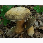 Мицелий белого гриба ЖИВОЙ СВЕЖИЙ - качественный с гарантией