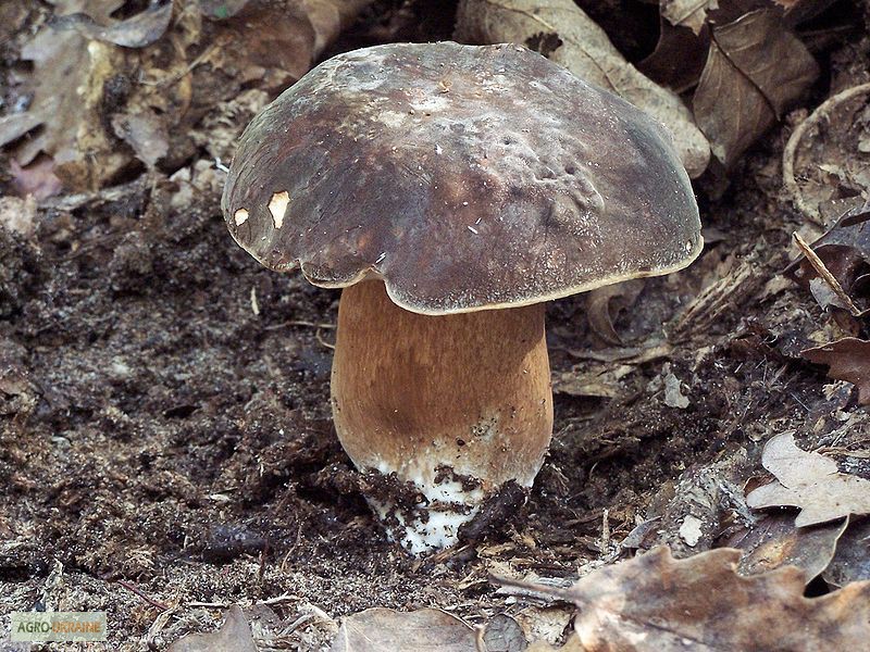 Фото 12. Мицелий белого гриба ЖИВОЙ СВЕЖИЙ - качественный с гарантией