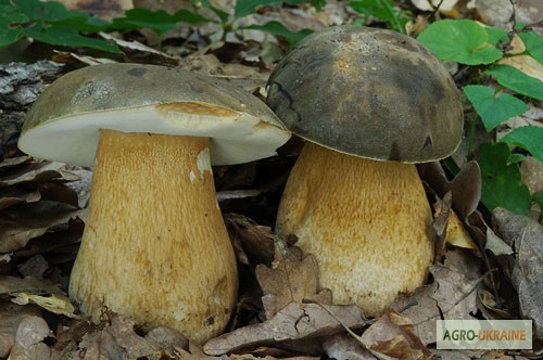 Фото 13. Мицелий белого гриба ЖИВОЙ СВЕЖИЙ - качественный с гарантией