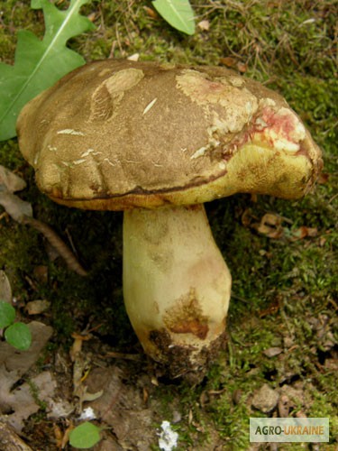 Фото 16. Мицелий белого гриба ЖИВОЙ СВЕЖИЙ - качественный с гарантией