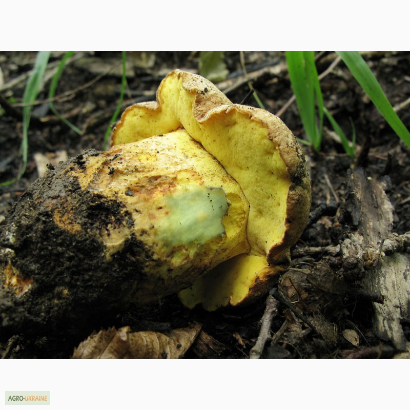 Фото 17. Мицелий белого гриба ЖИВОЙ СВЕЖИЙ - качественный с гарантией