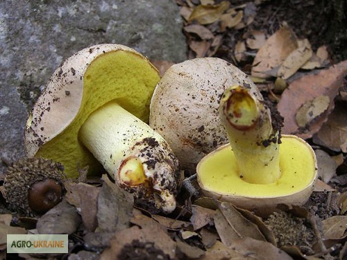 Фото 18. Мицелий белого гриба ЖИВОЙ СВЕЖИЙ - качественный с гарантией