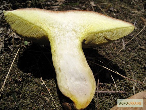 Фото 19. Мицелий белого гриба ЖИВОЙ СВЕЖИЙ - качественный с гарантией