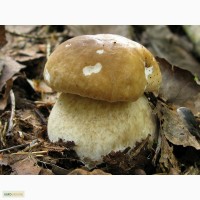 Мицелий белого гриба ЖИВОЙ СВЕЖИЙ - качественный с гарантией