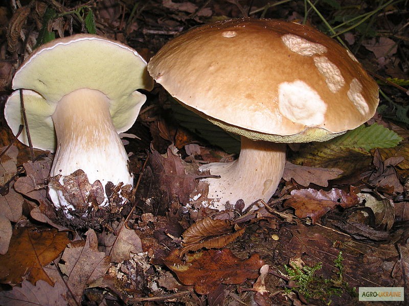 Фото 2. Мицелий белого гриба ЖИВОЙ СВЕЖИЙ - качественный с гарантией