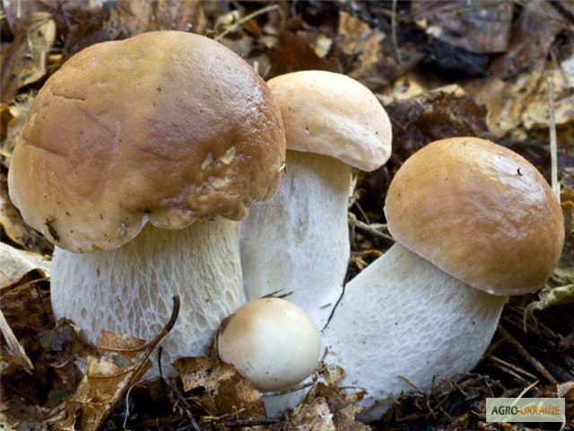 Фото 3. Мицелий белого гриба ЖИВОЙ СВЕЖИЙ - качественный с гарантией