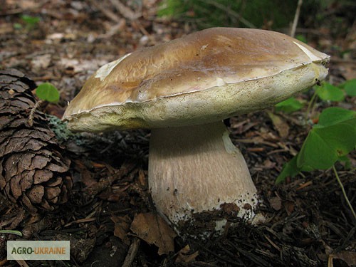 Фото 4. Мицелий белого гриба ЖИВОЙ СВЕЖИЙ - качественный с гарантией