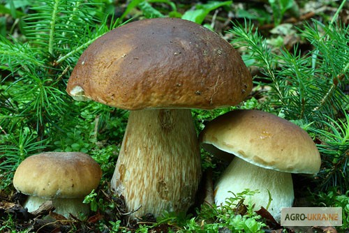 Фото 5. Мицелий белого гриба ЖИВОЙ СВЕЖИЙ - качественный с гарантией