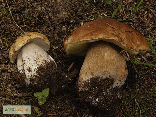 Фото 6. Мицелий белого гриба ЖИВОЙ СВЕЖИЙ - качественный с гарантией