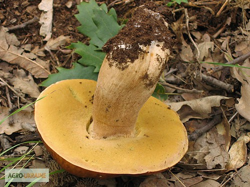 Фото 8. Мицелий белого гриба ЖИВОЙ СВЕЖИЙ - качественный с гарантией
