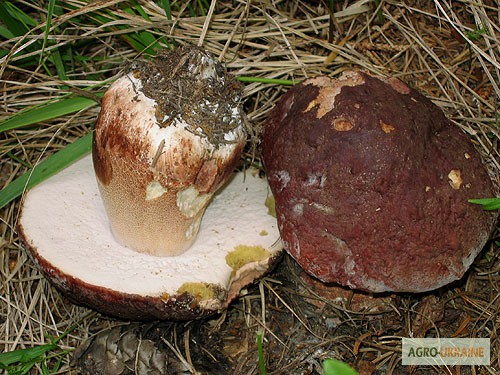 Фото 9. Мицелий белого гриба ЖИВОЙ СВЕЖИЙ - качественный с гарантией