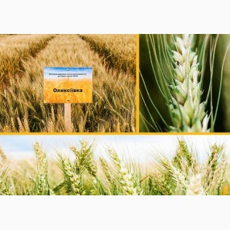 Семена озимой пшеницы Алексеевка, 74-89 ц/га