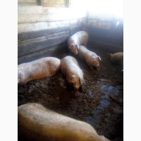 Продам свиней від 130 до 160 кг
