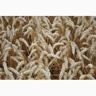Пшеница озимая сорт Балетка, Германия, 1 Реп