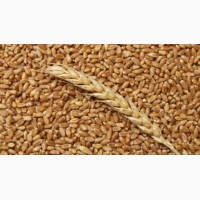 Закупаем проблемную пшеницу
