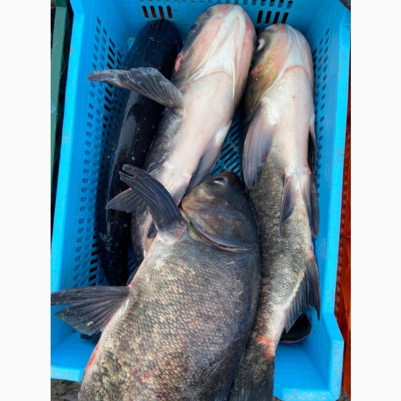 Фото 10. Живая рыба с пруда оптом живой толстолобик