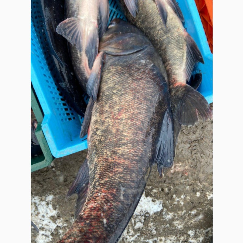 Фото 13. Живая рыба с пруда оптом живой толстолобик
