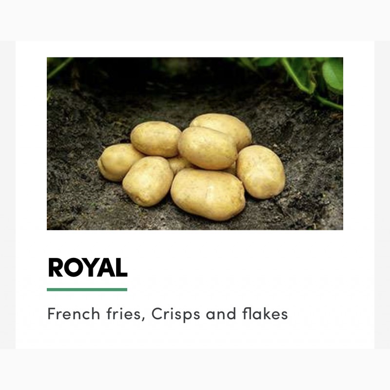 Фото 2. Продам картофель товарный и семенной с Дании от производителя