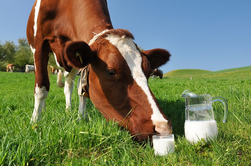 Фото 2. Домашнє коров#039;яче молоко з власної ферми