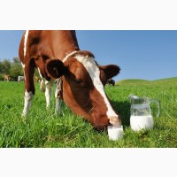 Домашнє коров#039;яче молоко з власної ферми