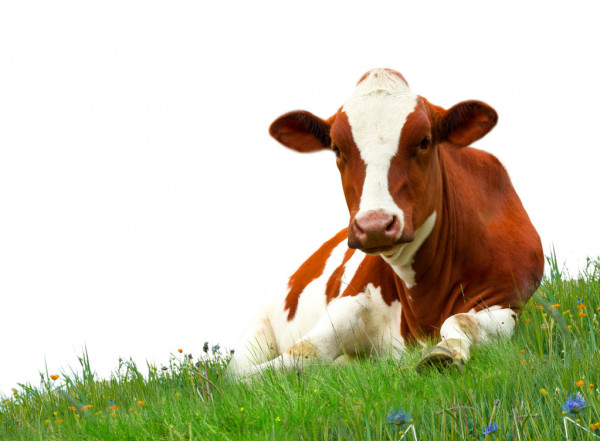 Фото 3. Домашнє коров#039;яче молоко з власної ферми