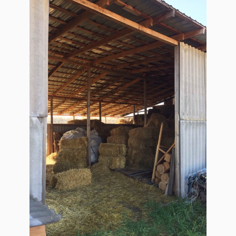Фото 11. Сдам в аренду готовый бизнес, малую молочную ферму МРС, без животных