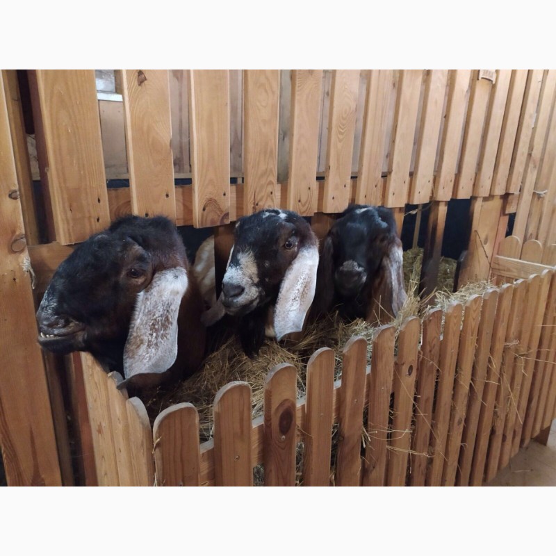 Фото 7. Сдам в аренду готовый бизнес, малую молочную ферму МРС, без животных