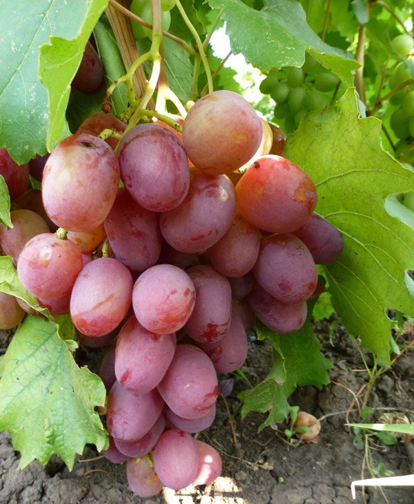 Фото 3. Cаженцы винограда