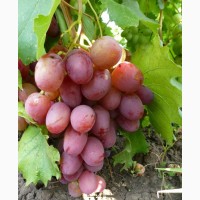 Cаженцы винограда
