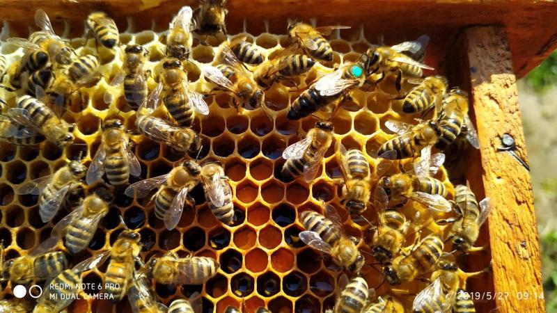 Фото 2. Продаются пчеломатки Карпатка. Бджоломатки