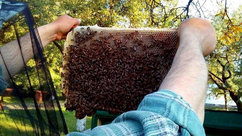 Фото 5. Продаются пчеломатки Карпатка. Бджоломатки