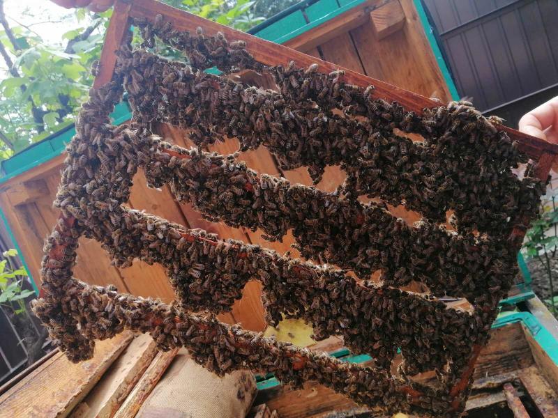 Фото 6. Продаются пчеломатки Карпатка. Бджоломатки
