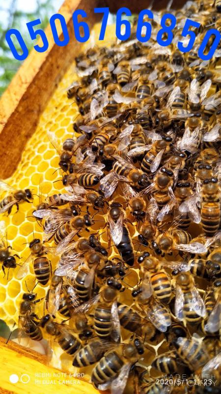 Фото 7. Продаются пчеломатки Карпатка. Бджоломатки