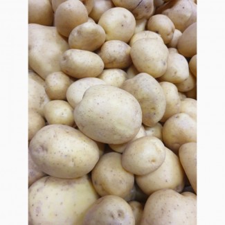 Продам Товарну картоплю / Товарний картофель