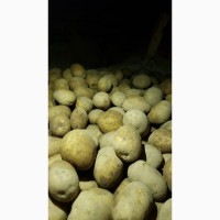 Продам Товарну картоплю / Товарний картофель
