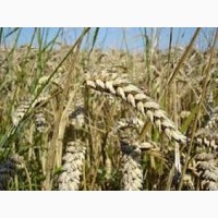 Семена озимой пшеницы КРАПЛИНА