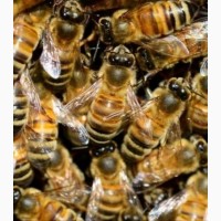 Продам бджолопакети (бджолосімї)