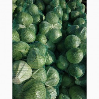 Продам оптом білокачанну капусту, Житомирська область