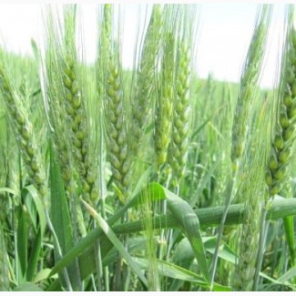 Насіння озимої пшениці Октава Одеська