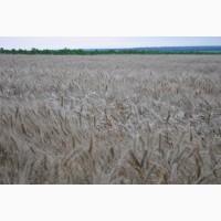 Насіння озимої пшениці 1 репродукції