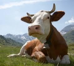 Фото 2. Закуповуєемо ВРХ: Корови Коні Бички Телиці Телята На Мясо На Тримання